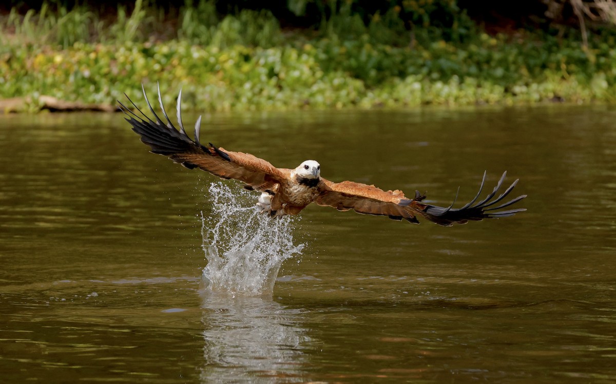 Black-collared Hawk - ML627872249