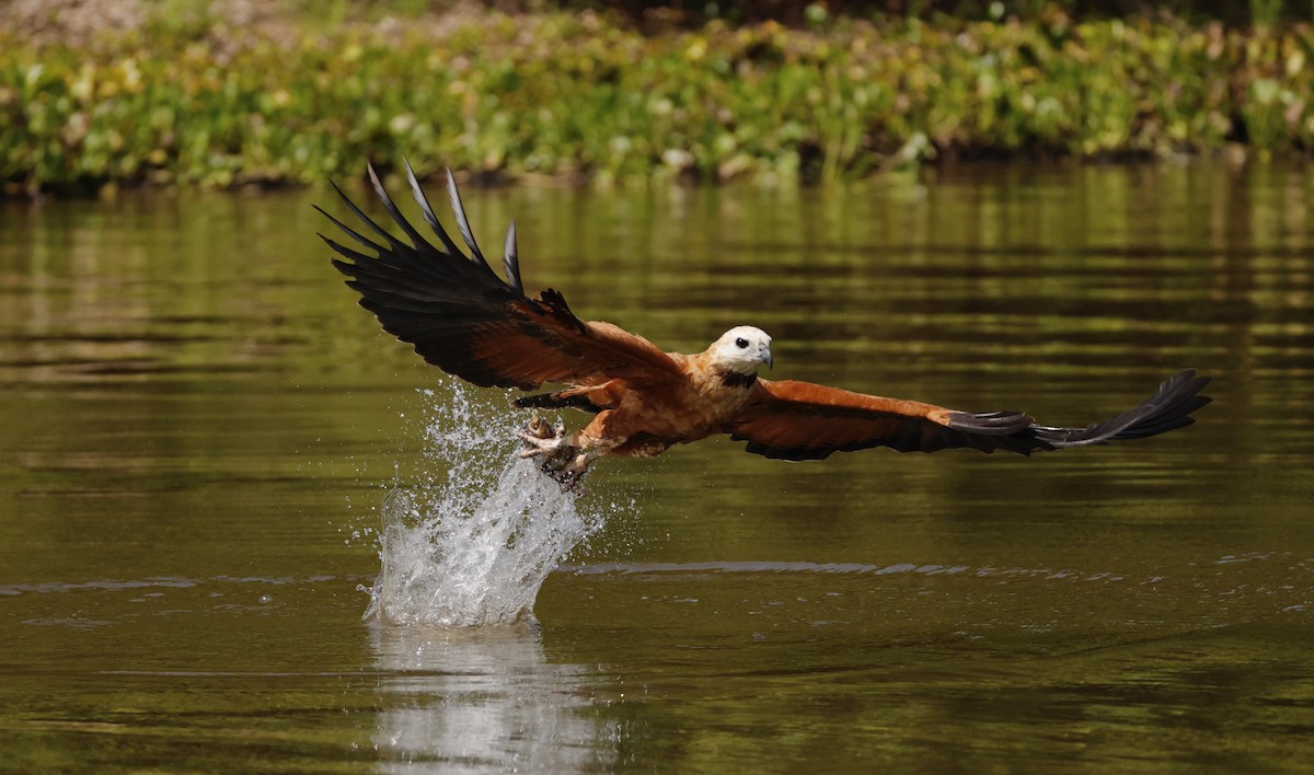 Black-collared Hawk - ML627872250