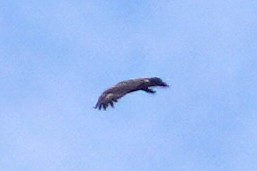 Lesser Spotted Eagle - ML627872258