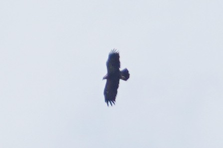 Lesser Spotted Eagle - ML627872259