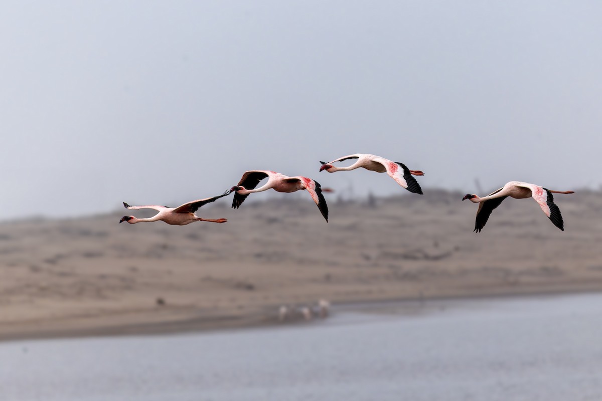 Lesser Flamingo - ML627872310