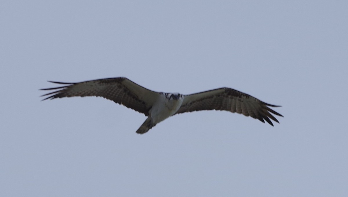 Osprey - ML627872332