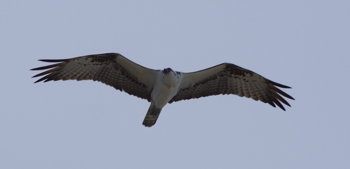Osprey - ML627872333