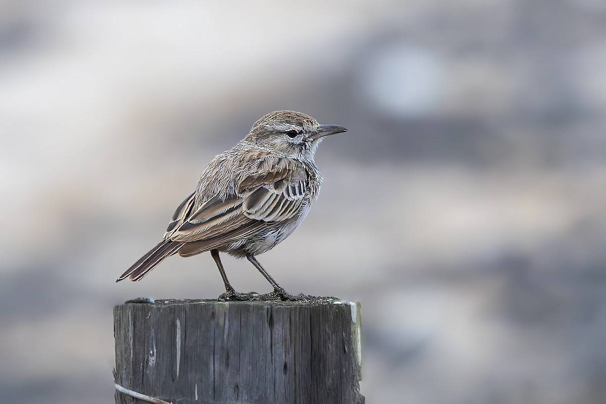 Dune Lark (Coastal) - ML627872360