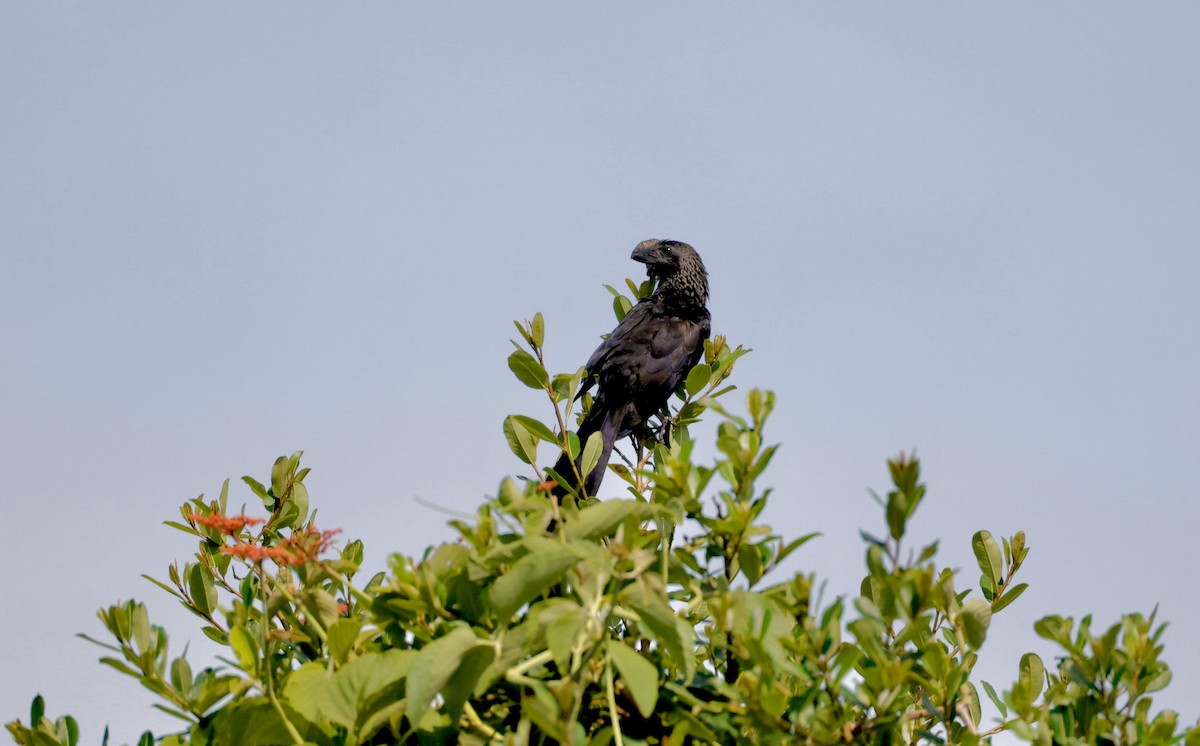 Smooth-billed Ani - ML627872419