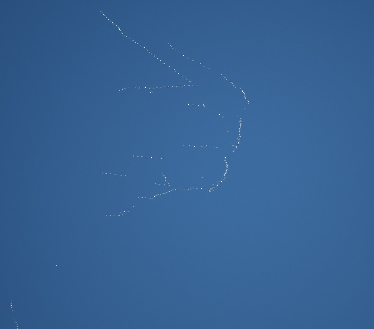 Цасны галуу - ML627872484