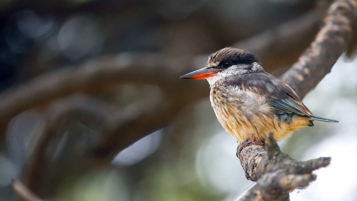 Striped Kingfisher - ML627872590