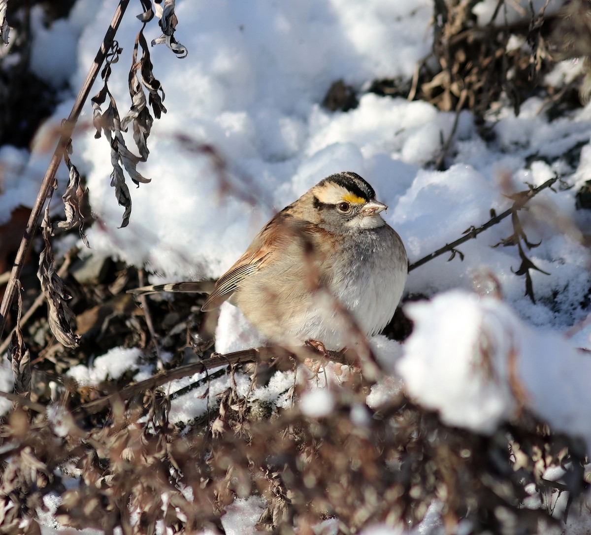 White-throated Sparrow - ML627872615