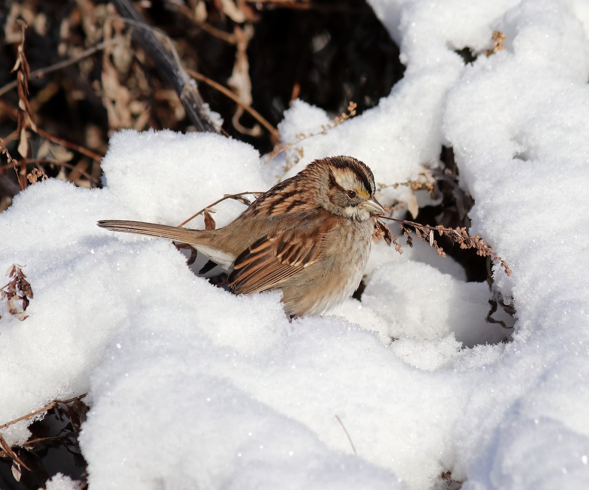 White-throated Sparrow - ML627872616