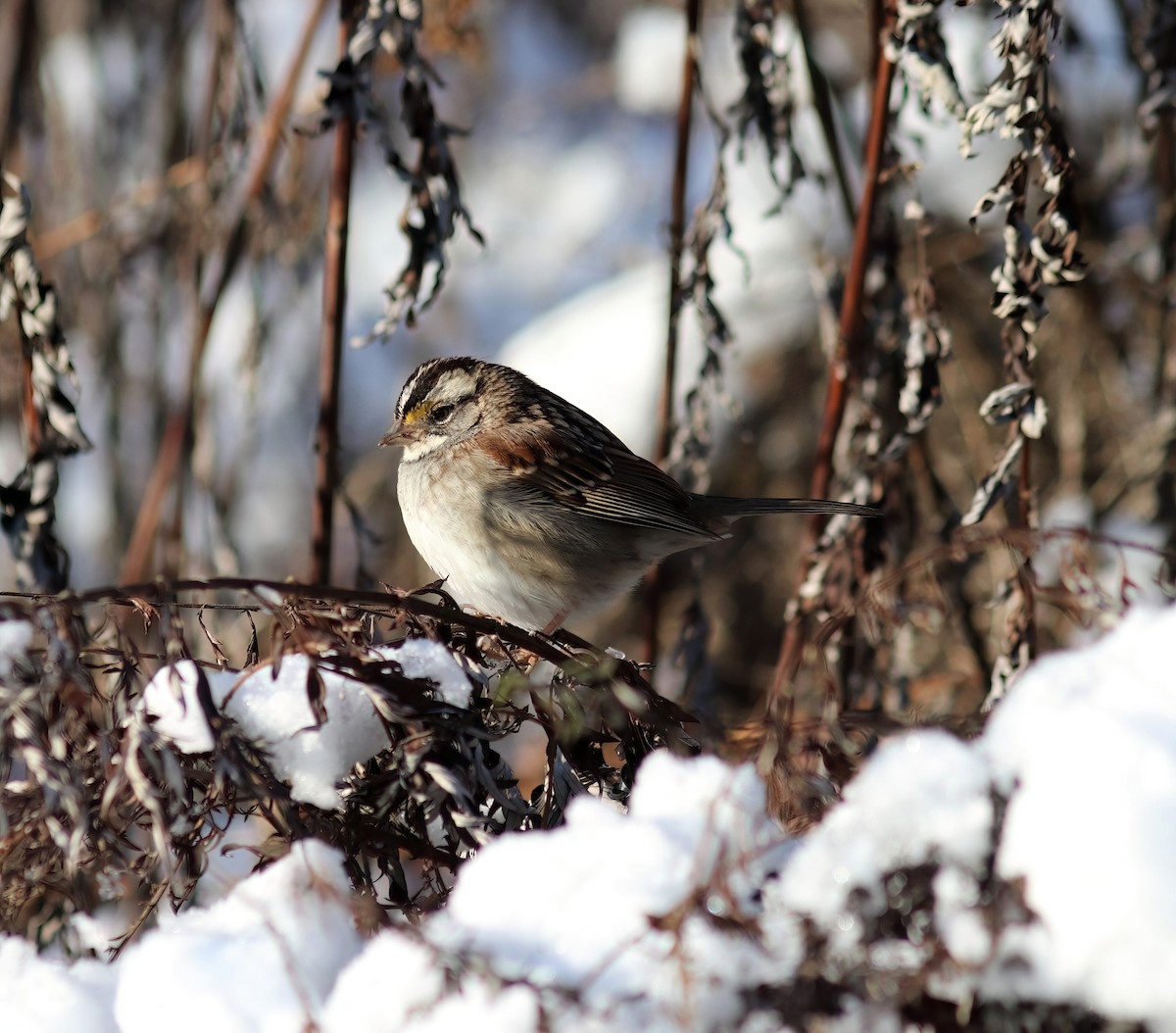 White-throated Sparrow - ML627872617