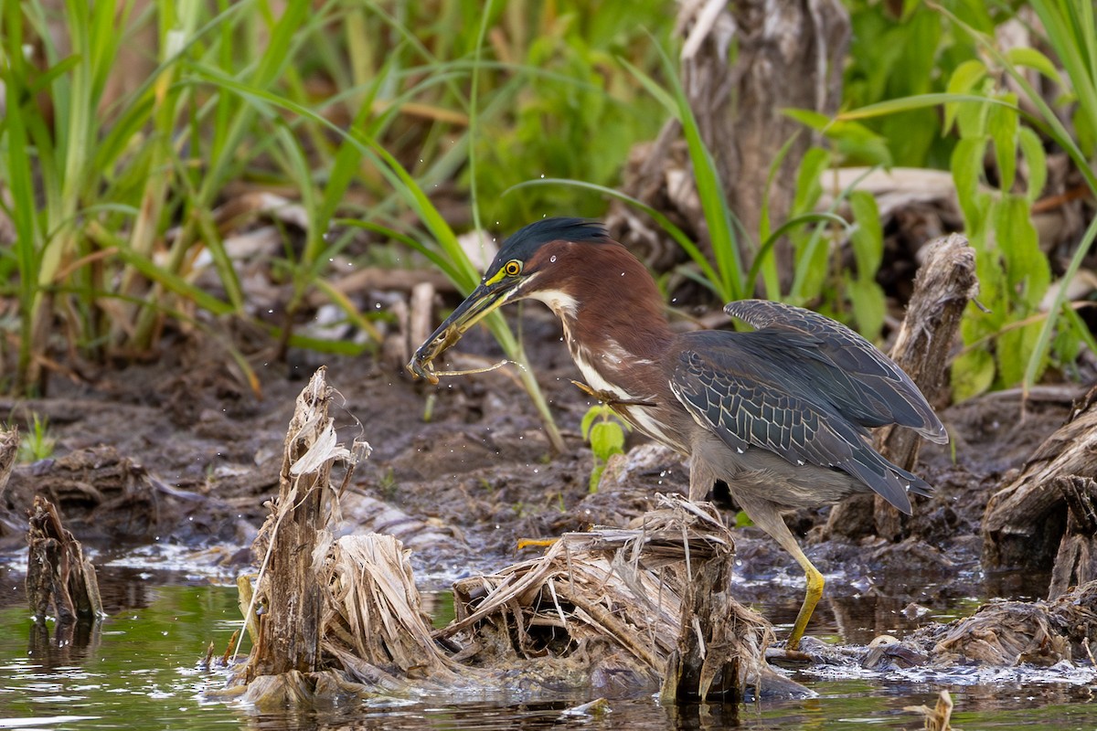 Green Heron - ML627872694