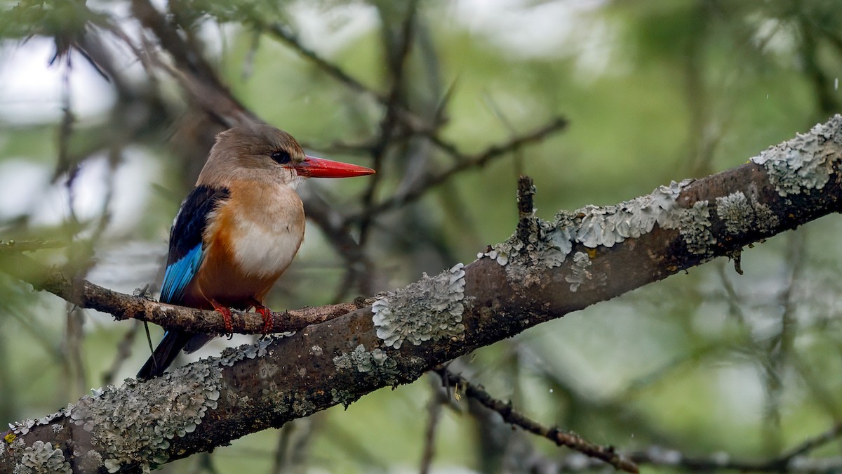 Gray-headed Kingfisher - ML627872742