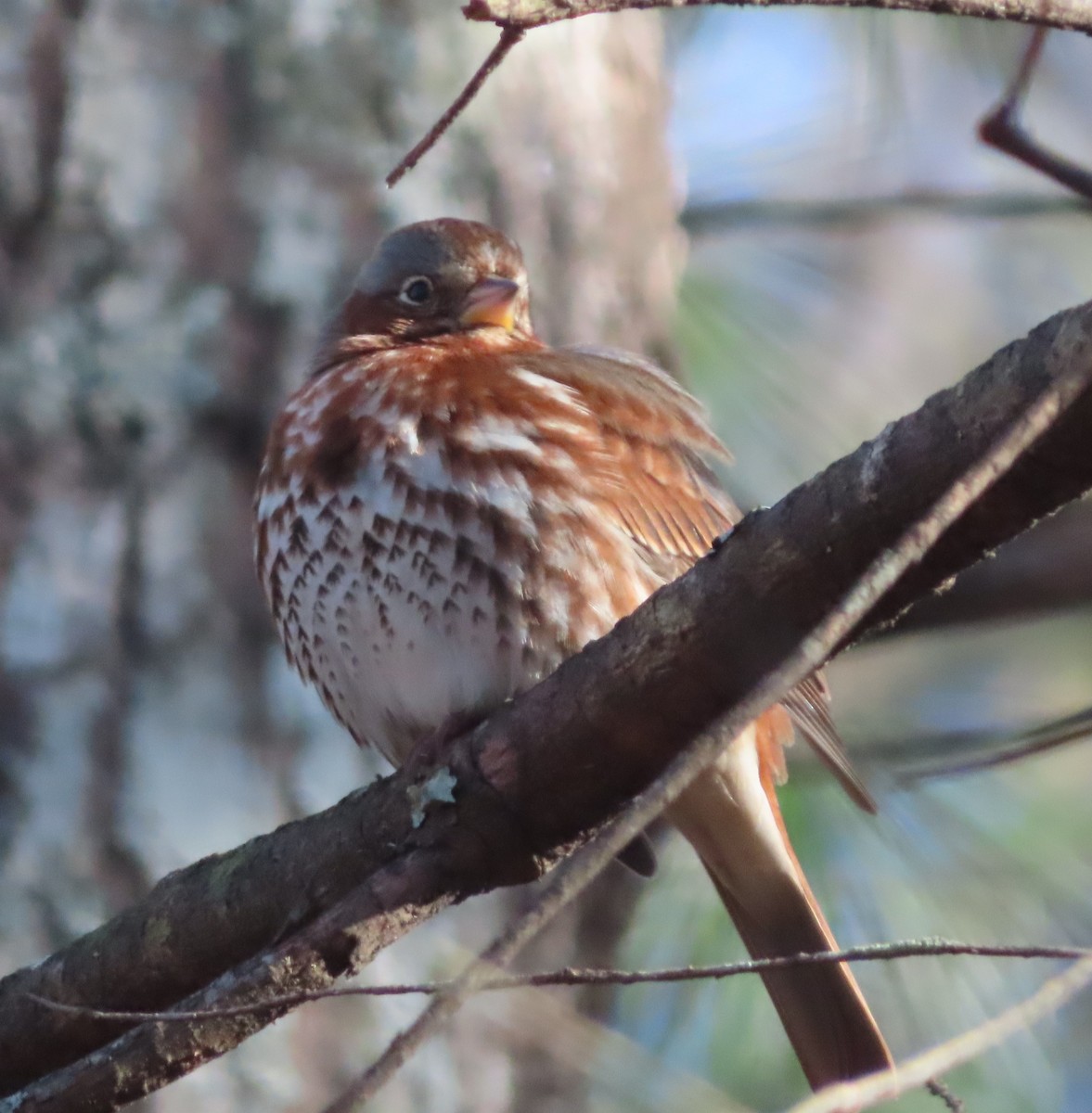 Fox Sparrow - ML627872743