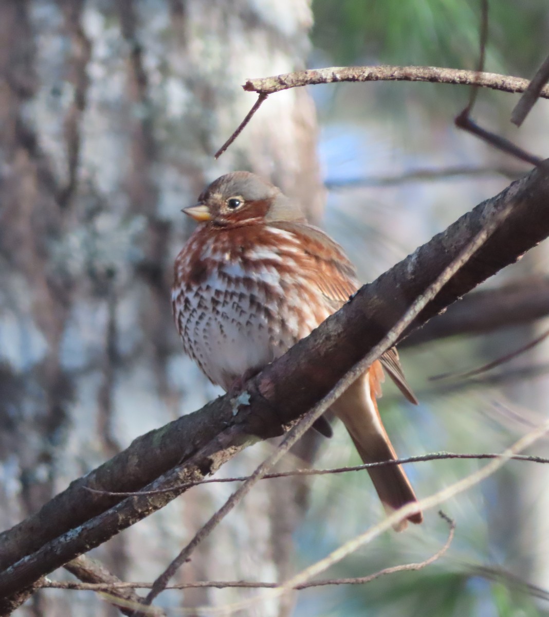 Fox Sparrow - ML627872744
