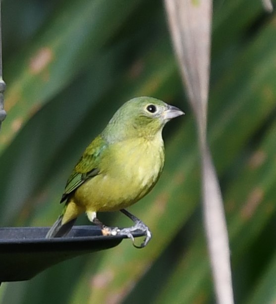 Painted Bunting - ML627872754