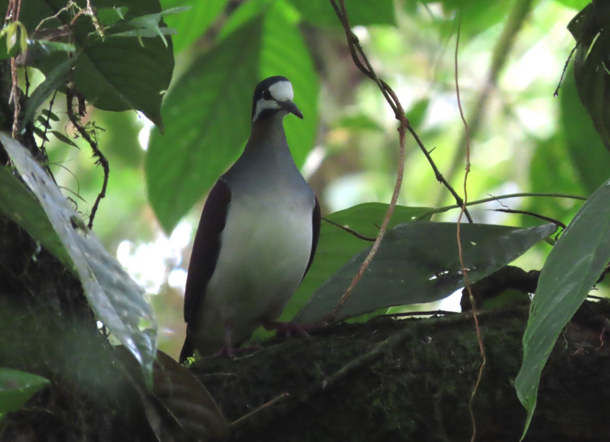 Purple Quail-Dove - ML627872759