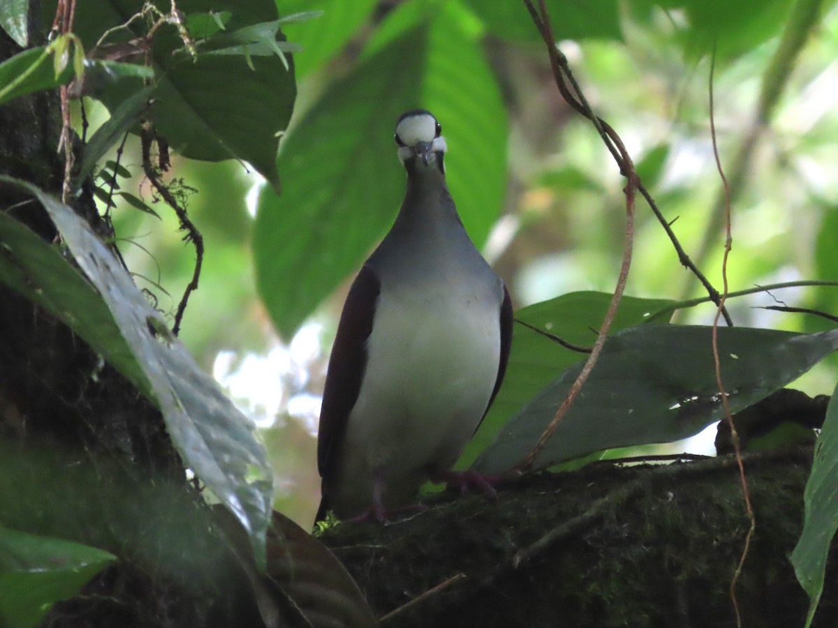 Purple Quail-Dove - ML627872760