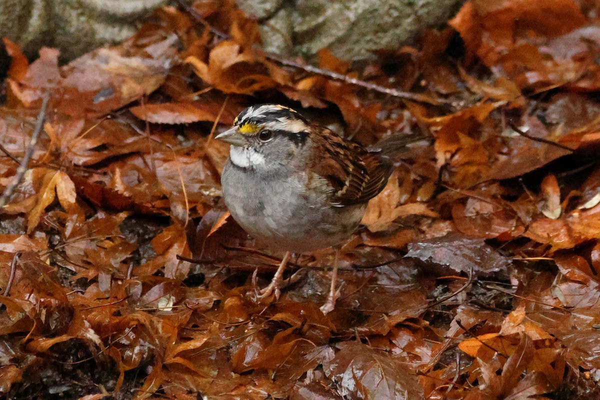 White-throated Sparrow - ML627872788