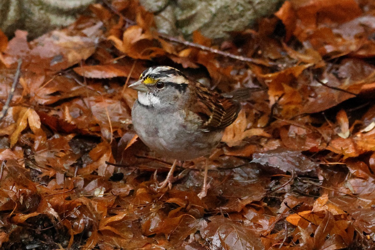 White-throated Sparrow - ML627872789