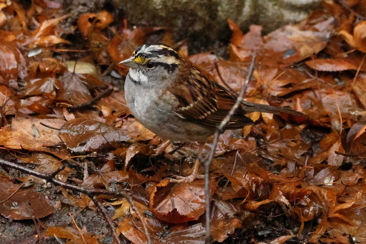 White-throated Sparrow - ML627872790