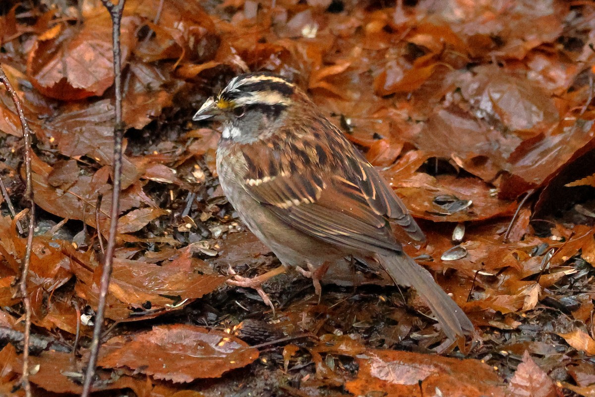 White-throated Sparrow - ML627872791