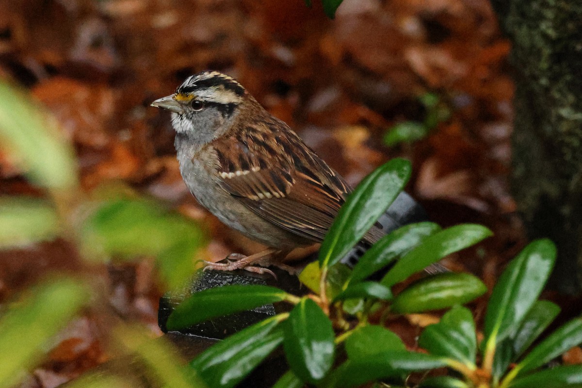 White-throated Sparrow - ML627872792