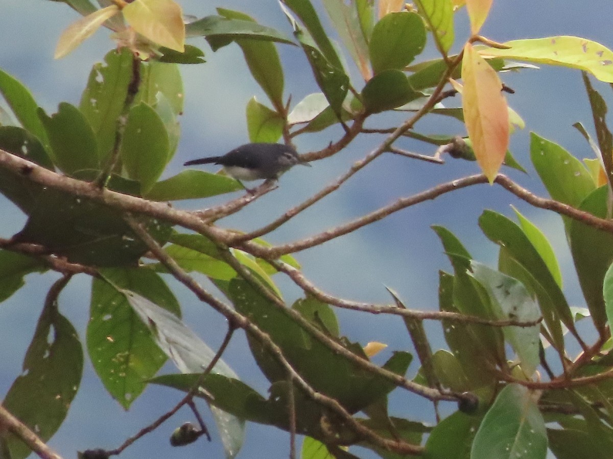 Slate-throated Gnatcatcher - ML627872840
