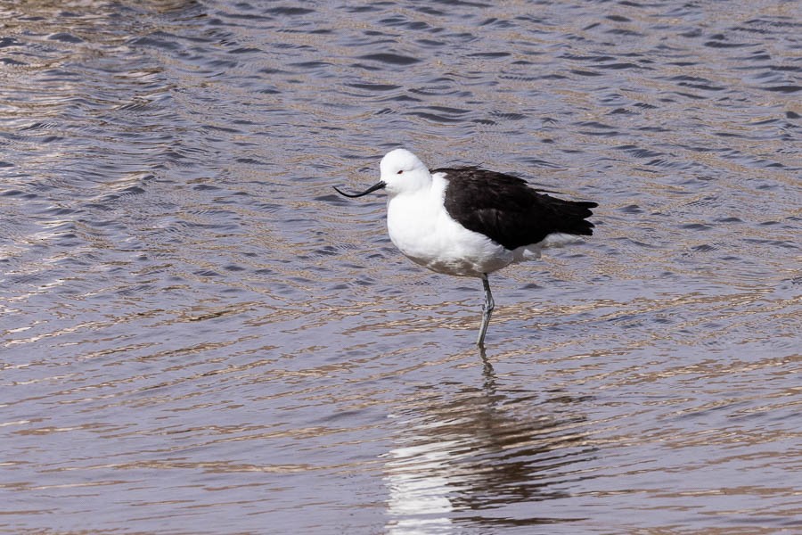 Avoceta Andina - ML627872986