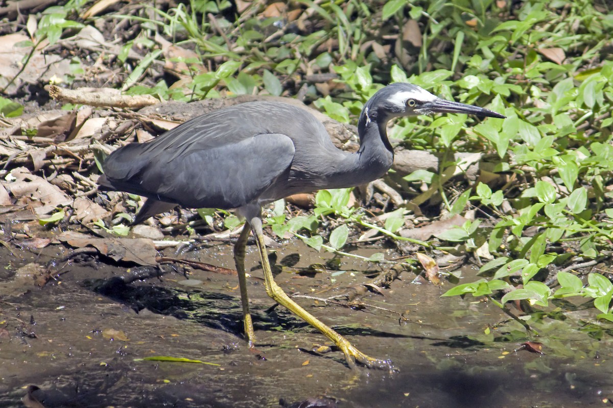 Weißwangenreiher - ML62787311