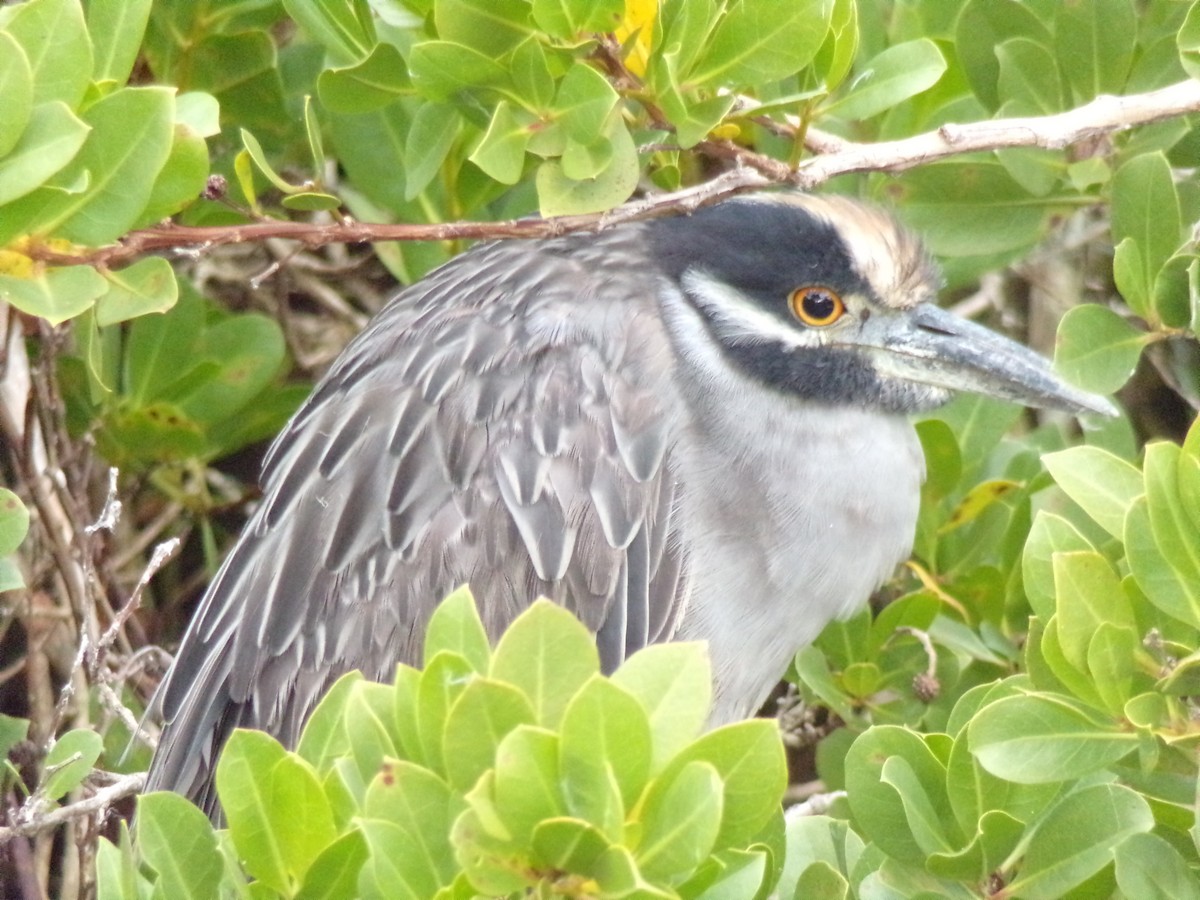 Yellow-crowned Night Heron - ML627873209