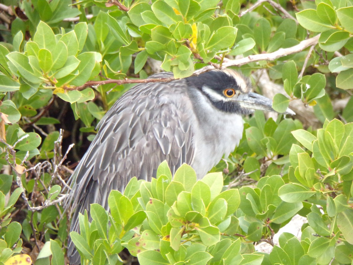 Yellow-crowned Night Heron - ML627873210