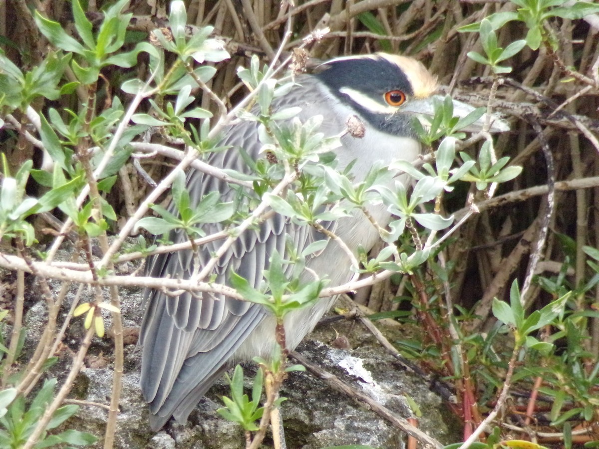 Yellow-crowned Night Heron - ML627873213