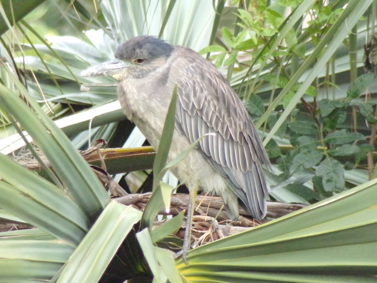 Yellow-crowned Night Heron - ML627873216