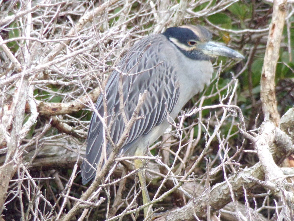 Yellow-crowned Night Heron - ML627873217