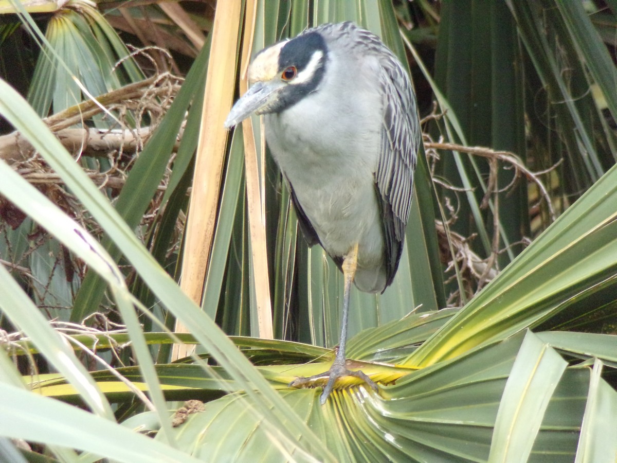 Yellow-crowned Night Heron - ML627873218