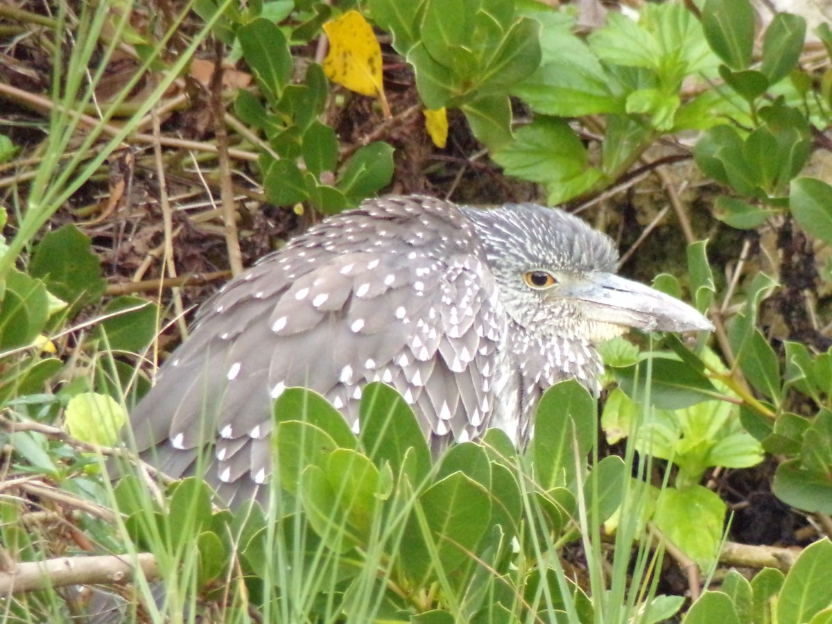 Yellow-crowned Night Heron - ML627873219