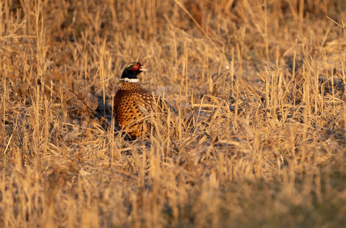 Ring-necked Pheasant - ML627873235