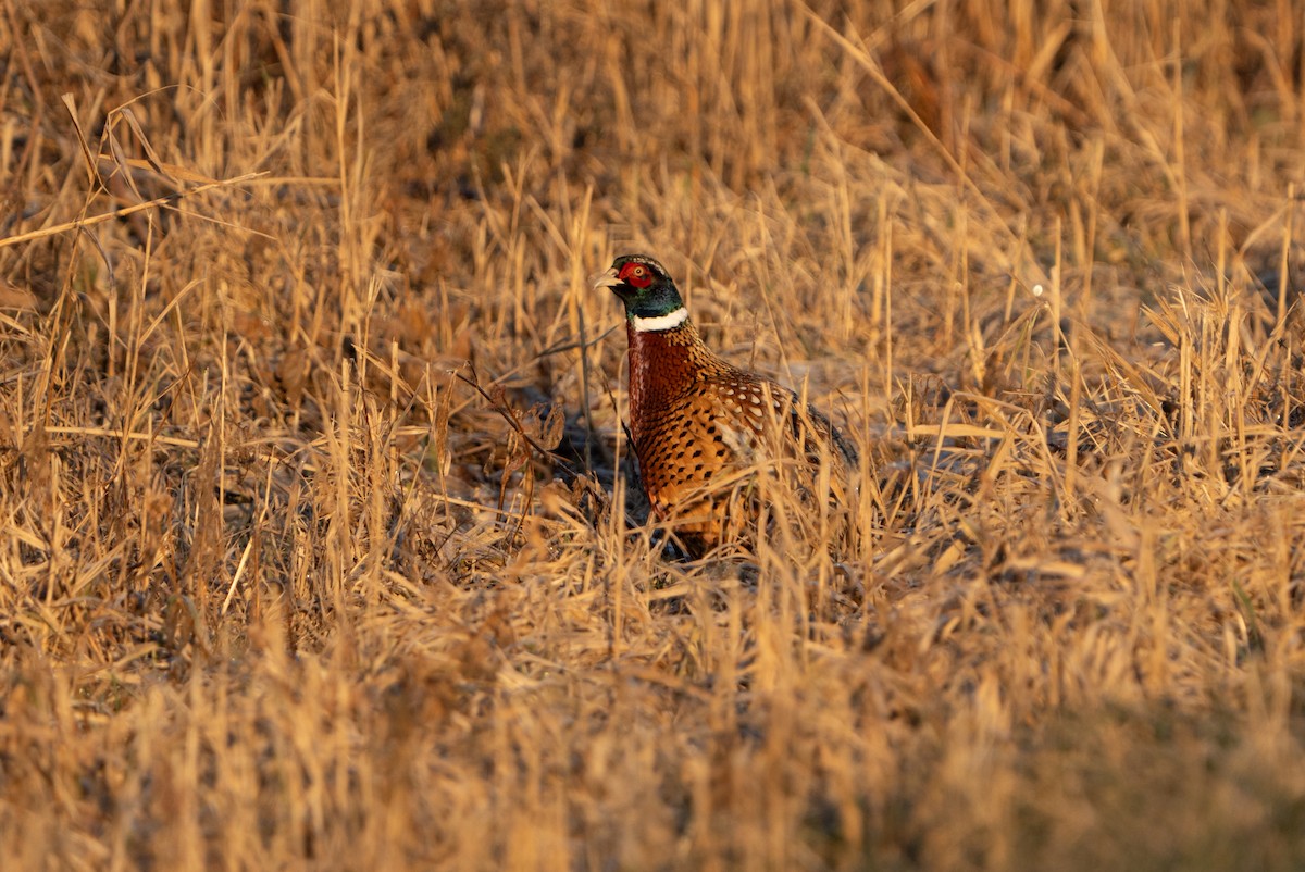 Ring-necked Pheasant - ML627873236