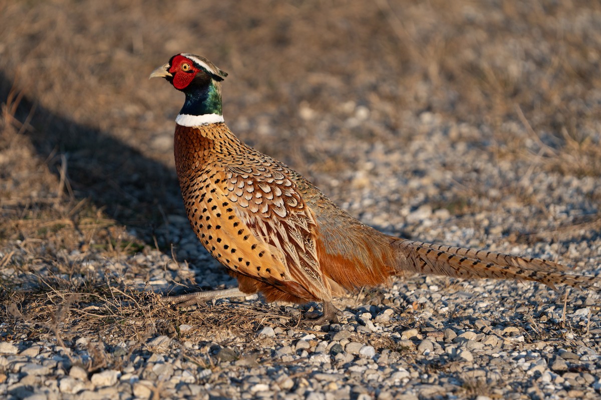 Ring-necked Pheasant - ML627873237