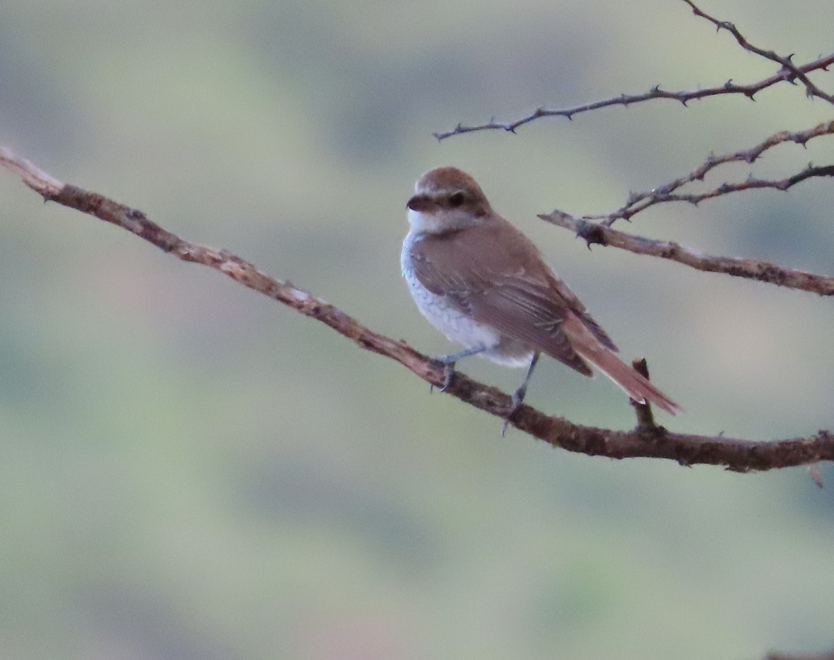 Red-tailed Shrike - ML627873315