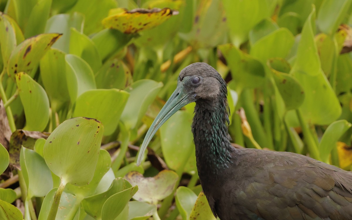 Green Ibis - ML627873325