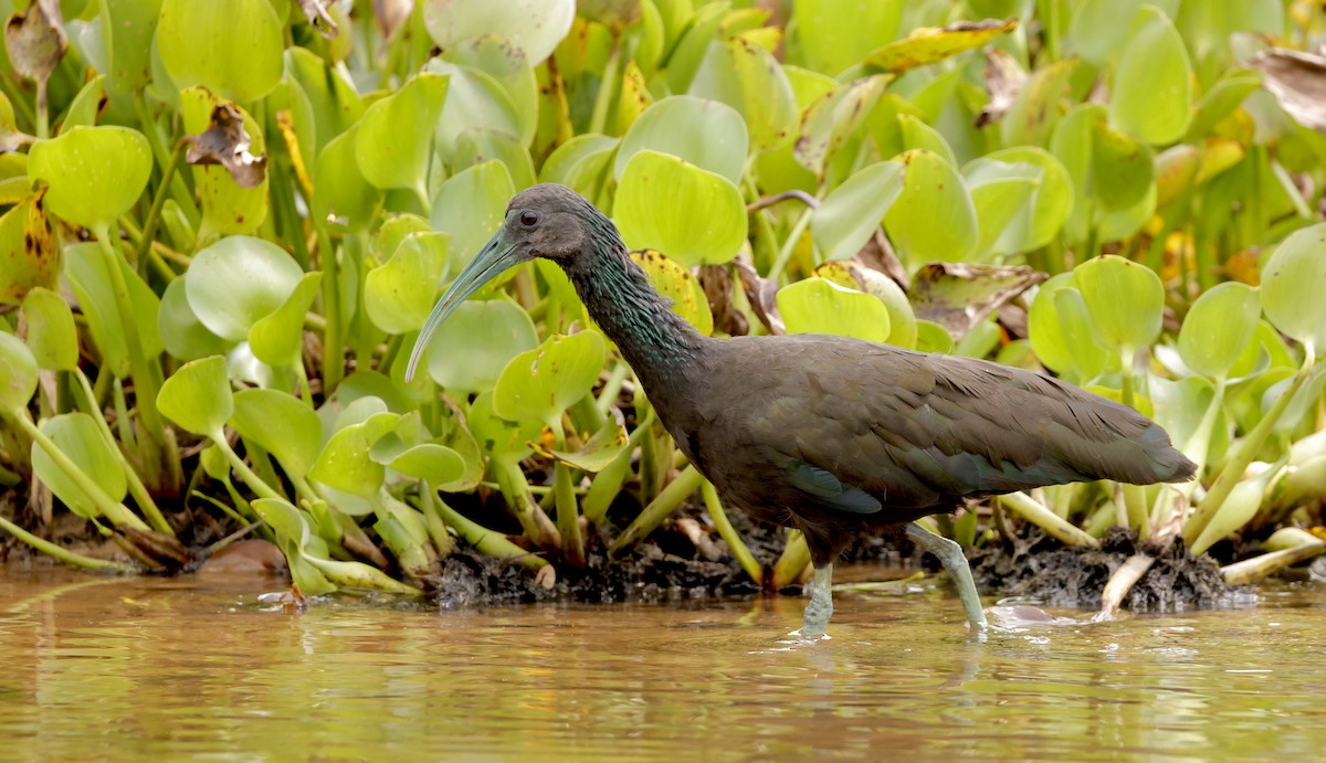 Green Ibis - ML627873326