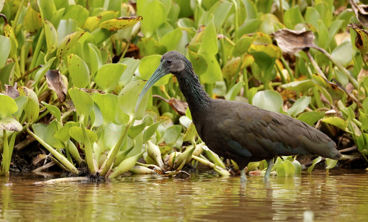 Green Ibis - ML627873327