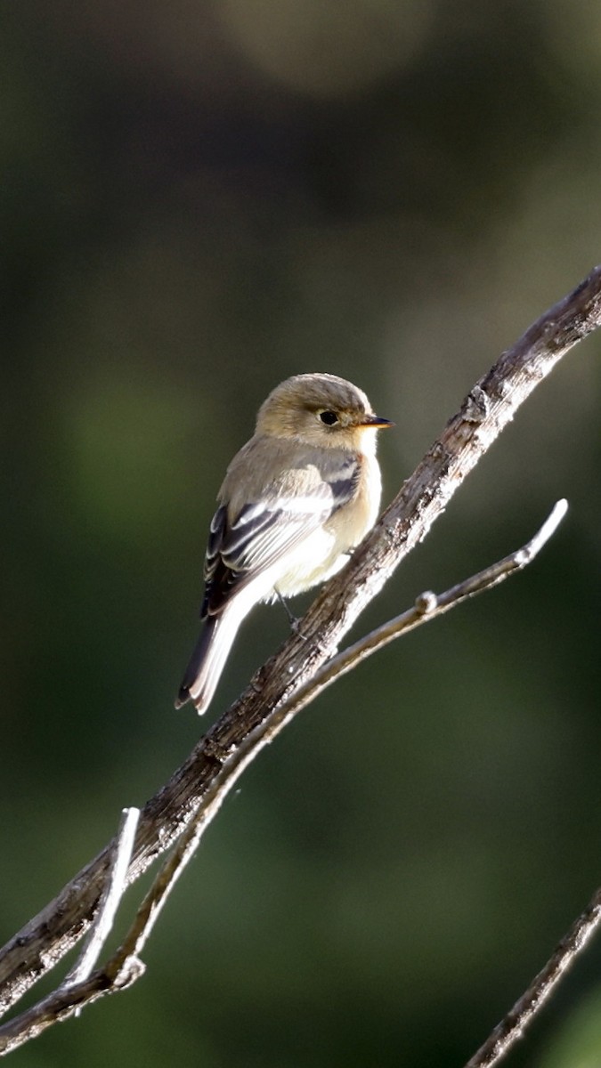 Buff-breasted Flycatcher - ML627873349