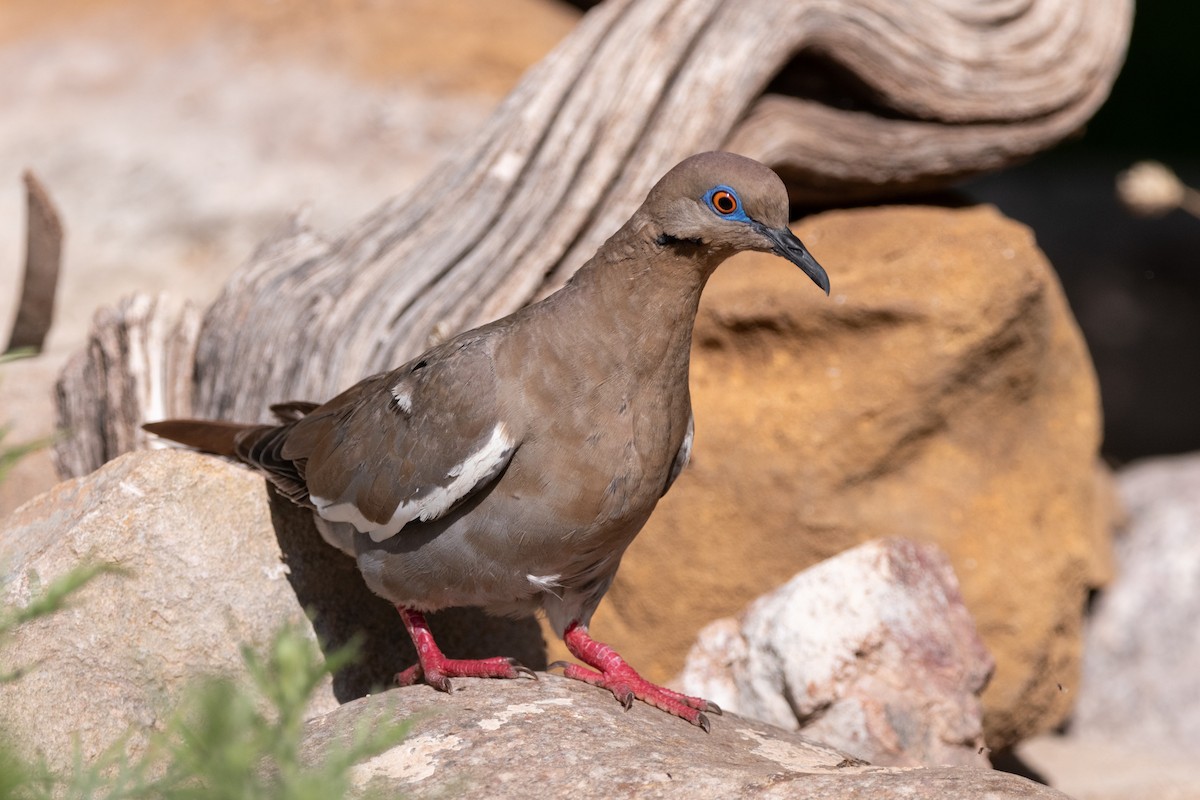 White-winged Dove - ML627873394