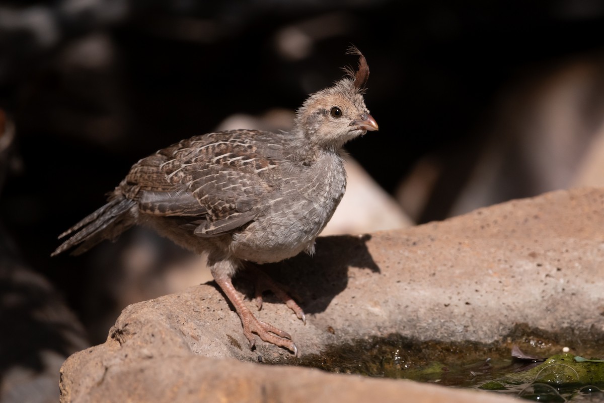 Gambel's Quail - ML627873410