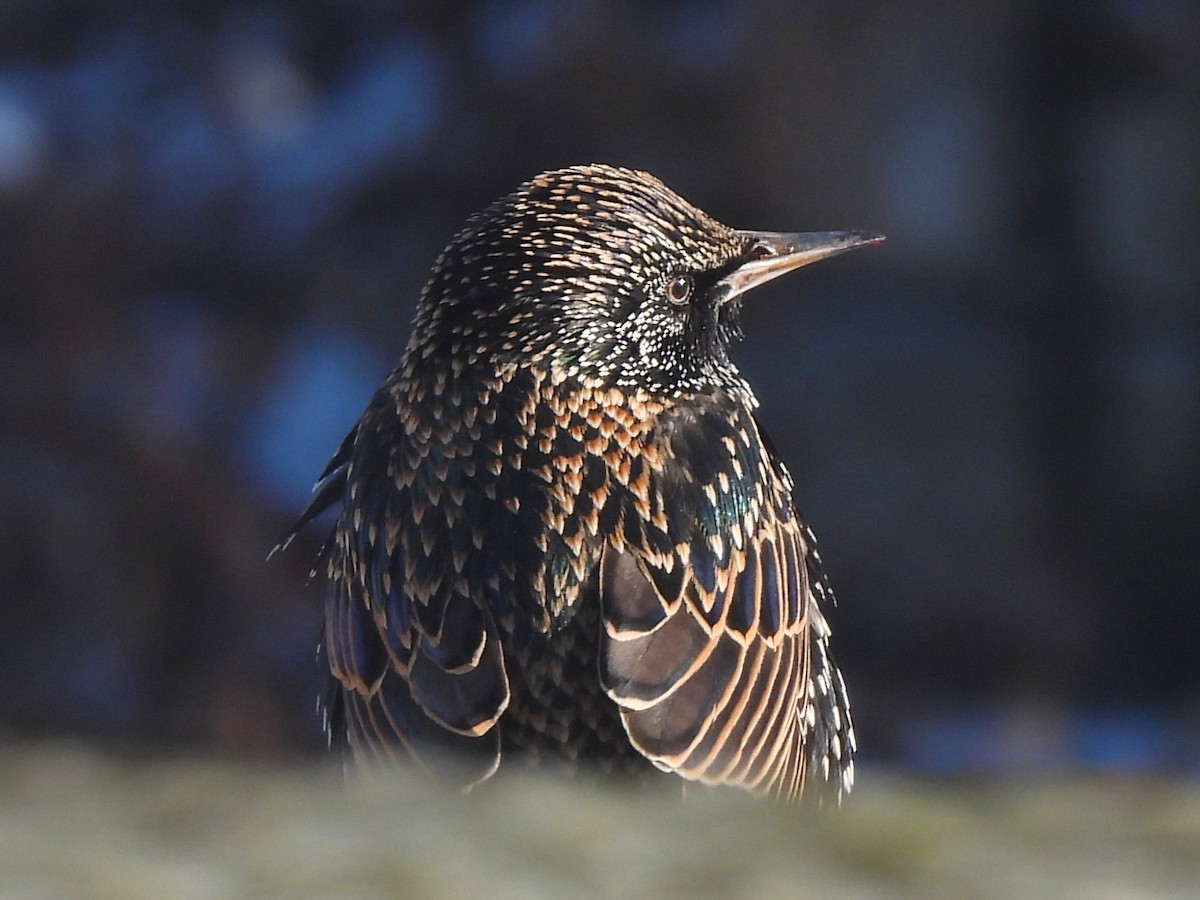 European Starling - ML627873414