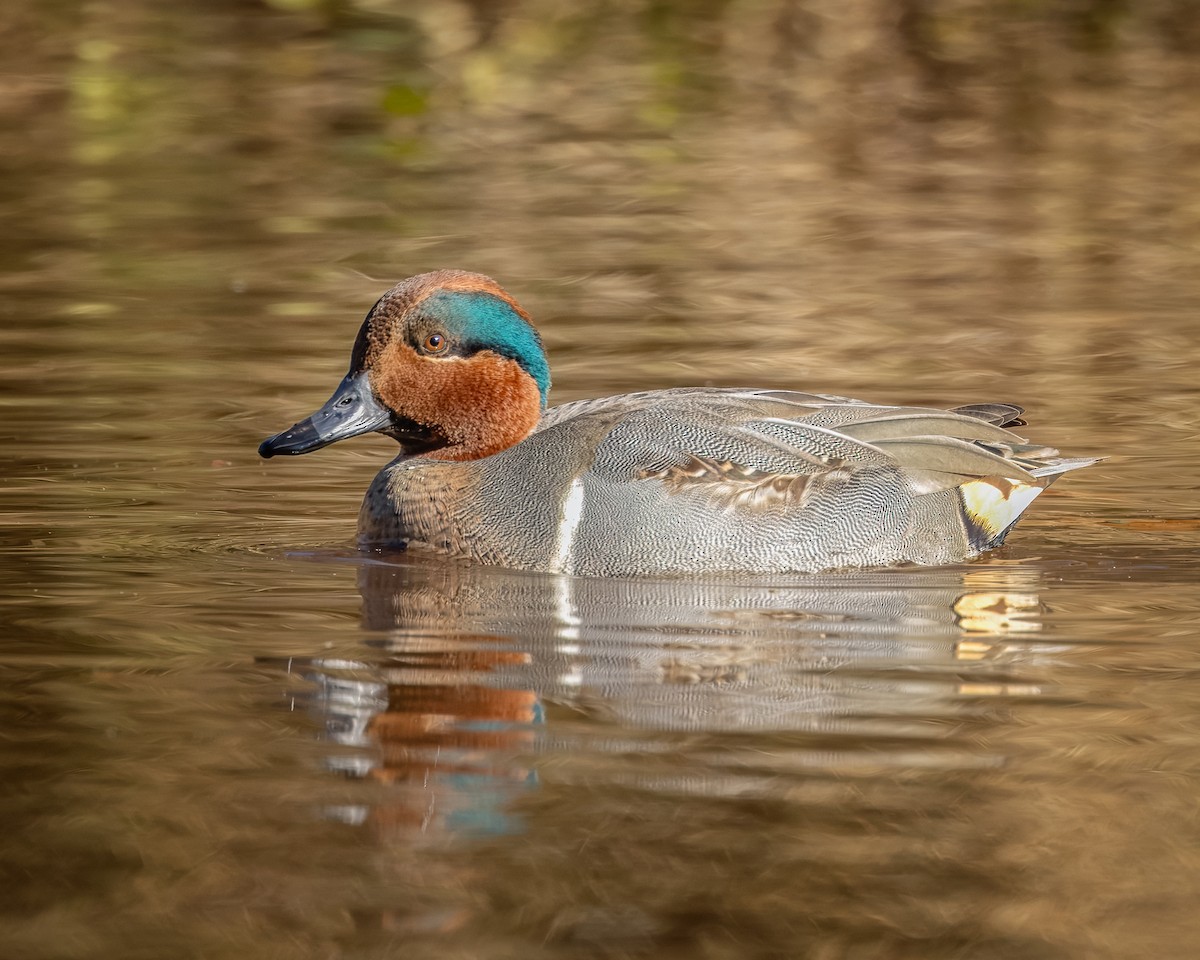 Green-winged Teal - ML627873417