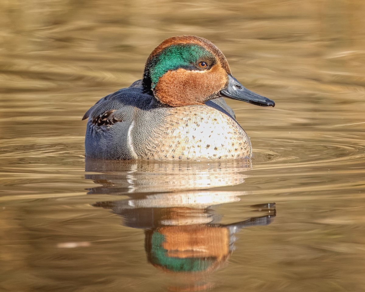 Green-winged Teal - ML627873418