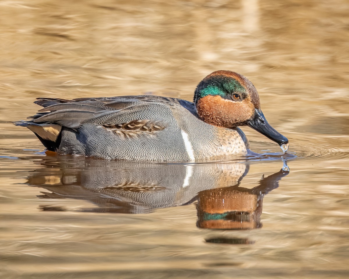 Green-winged Teal - ML627873419